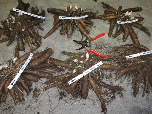 IMG 20251129 173321 result