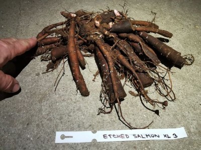 IMG_20251108_172644_result