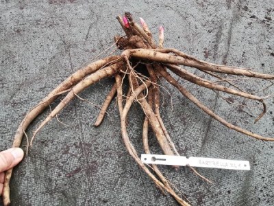 IMG_20251114_150649_result