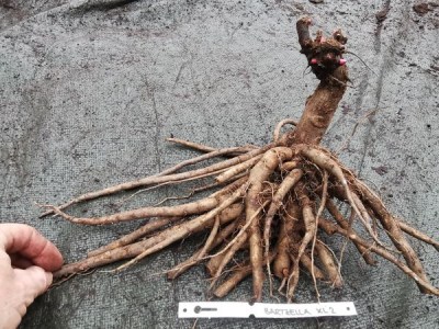 IMG_20251114_150801_result5