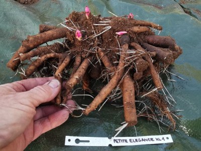 IMG_20251118_141217_result