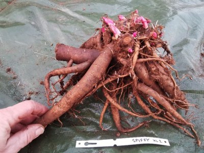 IMG_20251118_160946_result