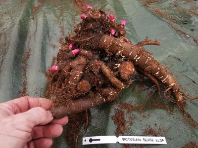 IMG_20251119_123207_result