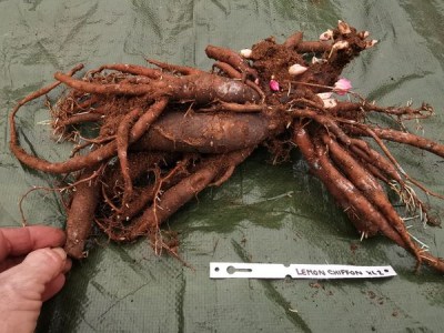 IMG_20251121_125808_result