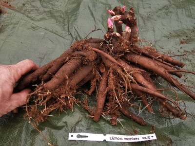 IMG_20251121_130115_result3