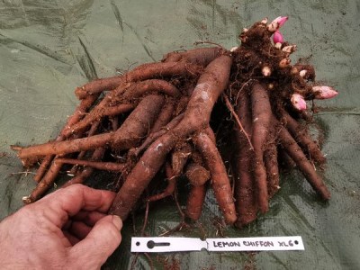 IMG_20251121_130210_result