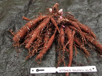 IMG_20251125_131914_result