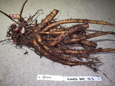 IMG_20251125_171254_result