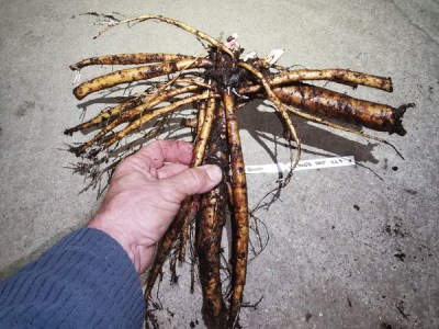 IMG_20251125_171508_result