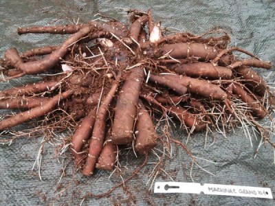 IMG_20251127_154726_result5