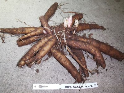 IMG_20251129_171458_result