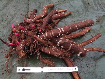 IMG_20251201_150708_result