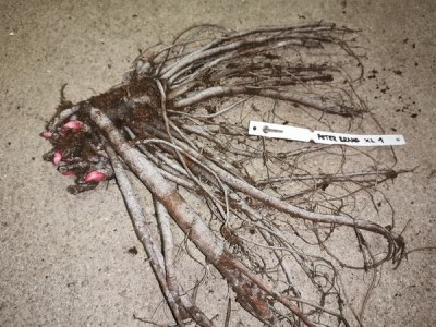 IMG_20251207_212542_result