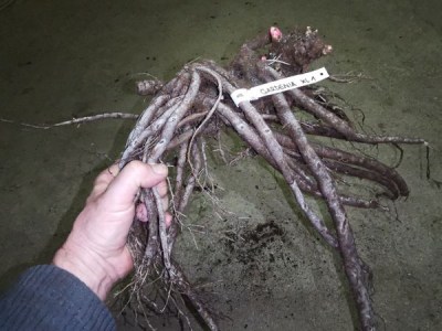 IMG_20251208_162358_result