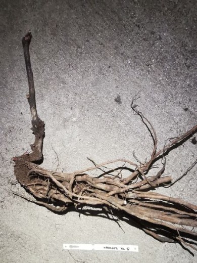 IMG_20251215_142058_result