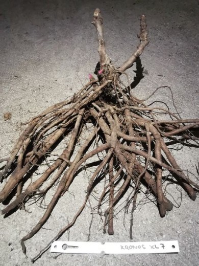 IMG_20251215_142216_result