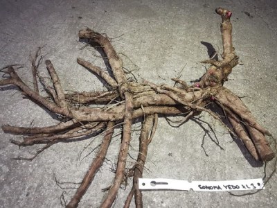 IMG_20251229_130718_result