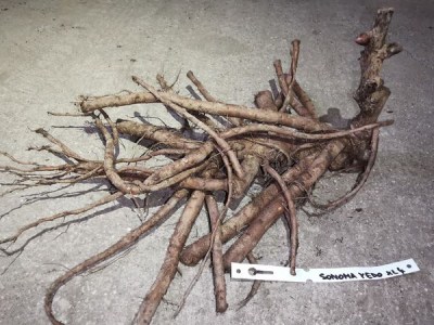 IMG_20251229_130751_result