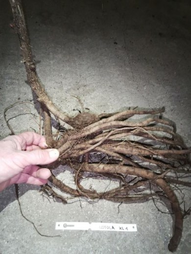 IMG_20251229_152110_result