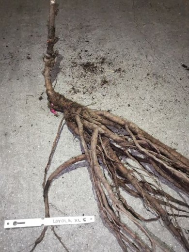 IMG_20251229_152747_result