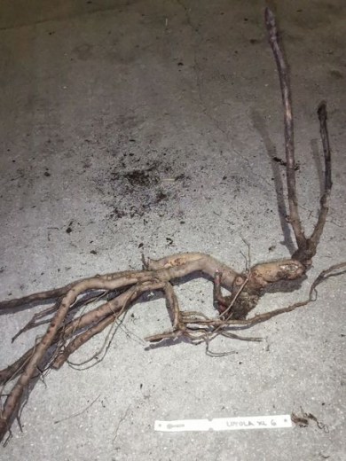 IMG_20251229_152853_result8