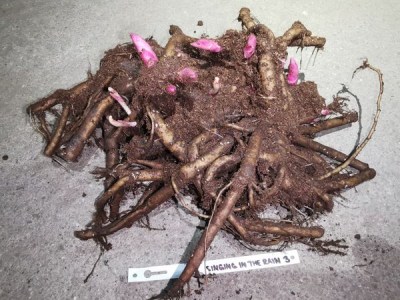 IMG_20260311_182456_result